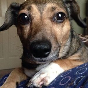 Meet your Posher, Lola